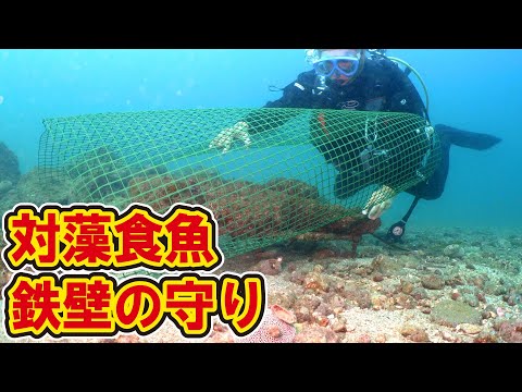 海藻が食われたので最強の食害対策やってみた【漁礁造り】