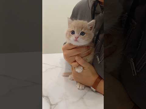 Kitten Hospital