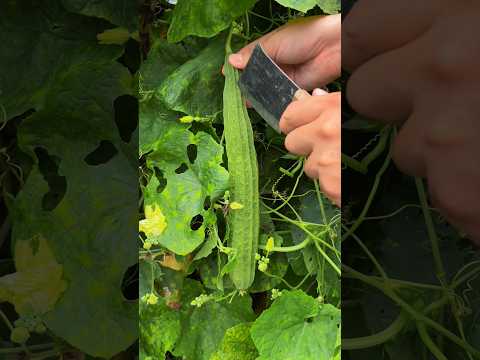 Cut the loofah #satisfying