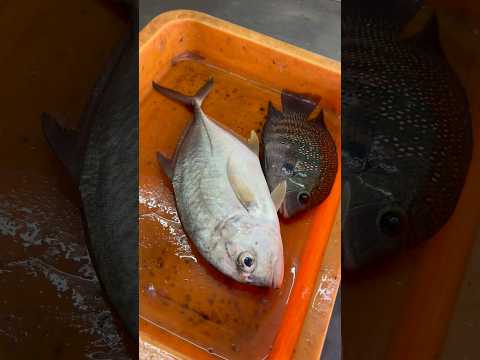 വലിയ തിലാപ്പിയ മീനുകൾ 😱❤️ #thilapia #fisherman #fishing #fishmarket #freshfish