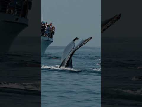Humpback fluking up infront of whale watchers