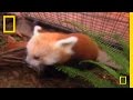 Farley's Journey: A Red Panda's Struggle and Triumph
