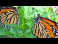Ecological Relationships and Native Plants