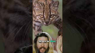 NEW CAT JUST DROPPED #cats #science #biology