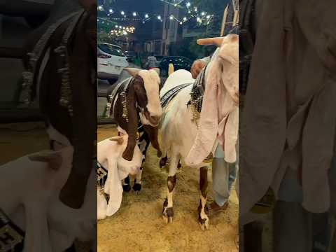 Eid ul Adha Arab vs India Pakistan | Big Difference!