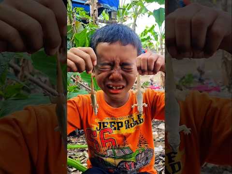 Tears wouldn't stop flowing when I saw these twin albino geckos #shorts #geckosong