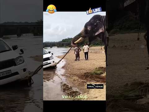 🚜🐘வண்டிய ஆத்துலயும், சேத்துலயும் ஓட்டுறிங்கலே டா! 🤣