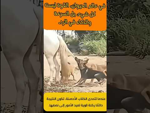 معركة غير متكافئة! كلاب تتحدى أحصنة والنتيجة صادمة! #shorts #short