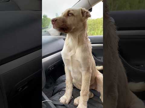 İsmi gibi cennette gitmesinin 4’üncü senesine özel kızımla anılarımız🥺🥺 #shortvideo#short#animals