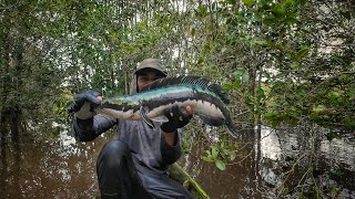 4 HARI BERPETUALANG DI RAWA YANG DALAM, TARIKAN  MONSTER TOMAN DAN TAPAH SUNGAI.. EDISI RAMADHAN