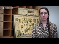 Plant Taxonomy and Classification Concepts