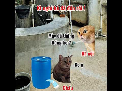 Mùa hè đã đến #meme #cat #pets