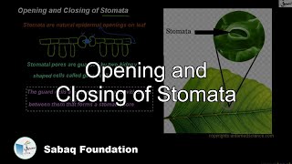 Opening and Closing of Stomata