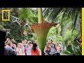 Corpse Flower Characteristics and Behavior