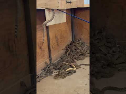 Waynoka Rattlesnake Hunt April 17, 2024