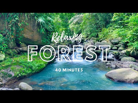 40 Minute Relaxing Nature Sound for Sleeping -  Natural Calm Forest River