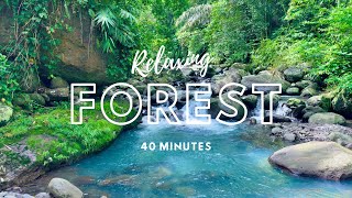 40 Minute Relaxing Nature Sound for Sleeping -  Natural Calm Forest River