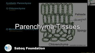 Parenchyma  Tissues