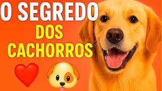 🐕 O SEGREDO DOS CACHORROS: Por que eles são nossos melhores amigos? ❤️