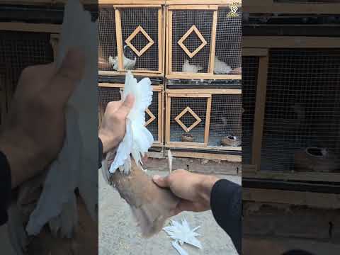 pigeon 😮