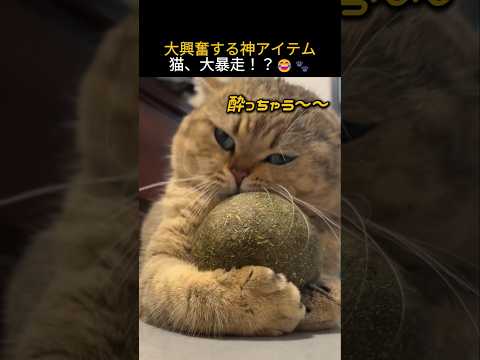 大興奮する神アイテム 猫、大暴走!?😂🐾