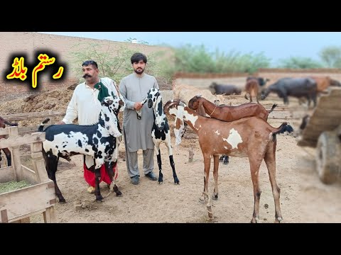 Part 2 - Big Giant Nagra And Black Beetal Goats Of Rehan Bhai - Goat Farming