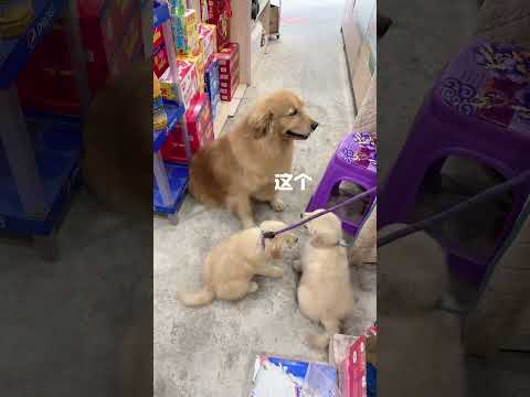 Golden Retriever Trade Her Puppy for Food #shorts #dogs