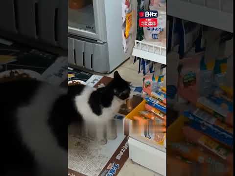 Бездомная кошка и сосиски: приключения в супермаркете