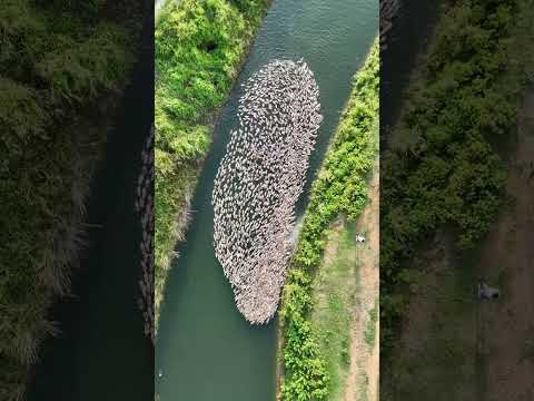 Ducks enjoy bath in Mysuru in drone footage