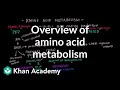 Metabolism of Macronutrients and Amino Acids