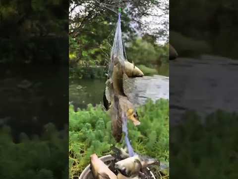 Cara Menggunakan Pancing Jaring #mancing #jaringikan #jalaikan #ikanmas #fishing