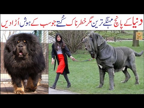 05 Most Expensive Dog Breeds in the World | Unaffordable Dogs
