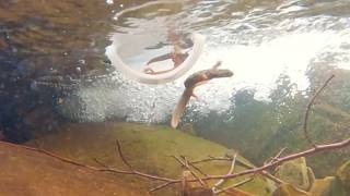 YouTube video thumbnail: Critically Endangered Newts Released Into Wild at Secret Location in Spain
