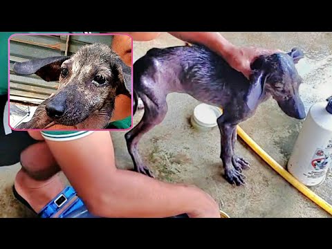 Skinny Stray Puppy Can't Stop Crying After Rescue