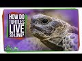Turtle Longevity and Human Aging