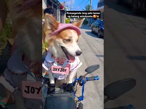 Magpapaganda lang pala ang princess Joyjoy sa school.🥰🐕