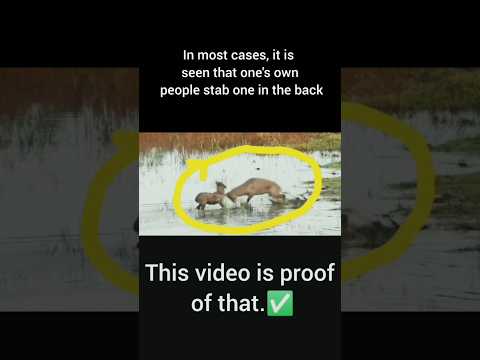 ​Wild Betrayal This Will Shock You.#Betrayal #Trust #StabbedInTheBack #Shorts #YouTubeShorts #Nature