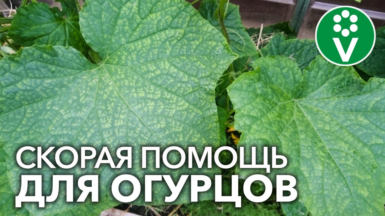 Спасаем огурцы от всех болезней! Диагностика болезней огурцов по фотографиям