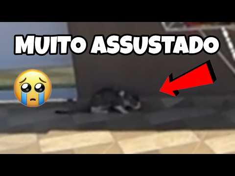 Encontramos um gatinho magrinho e assustado e olha o que aconteceu