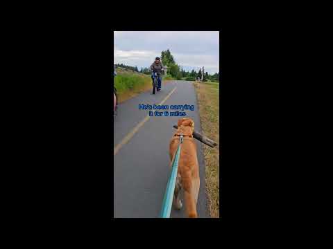 Big boy adorably carries his stick for 14 miles