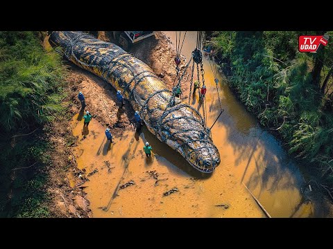 Geger!! Para Pekerja Proyek Tangkap Ular Raksasa Menggunakan Crane di Sungai Pedalaman Hutan