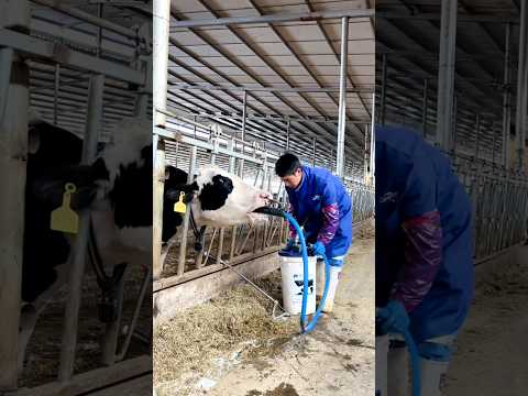 This man is saving this cow😱😱🔥 #shorts #ytshorts