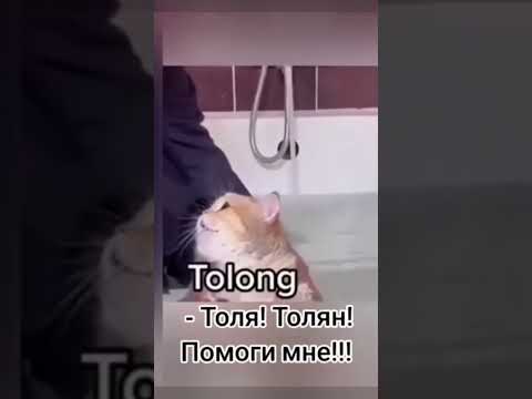 Ну Толян,ну помоги #хорошеенастроение #лайк #подпишись #юмор #котики