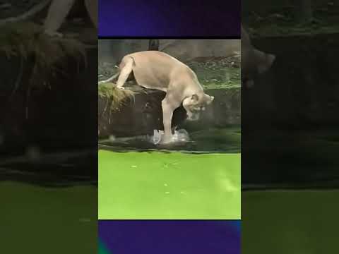 Lion protect cub #viralvideo
