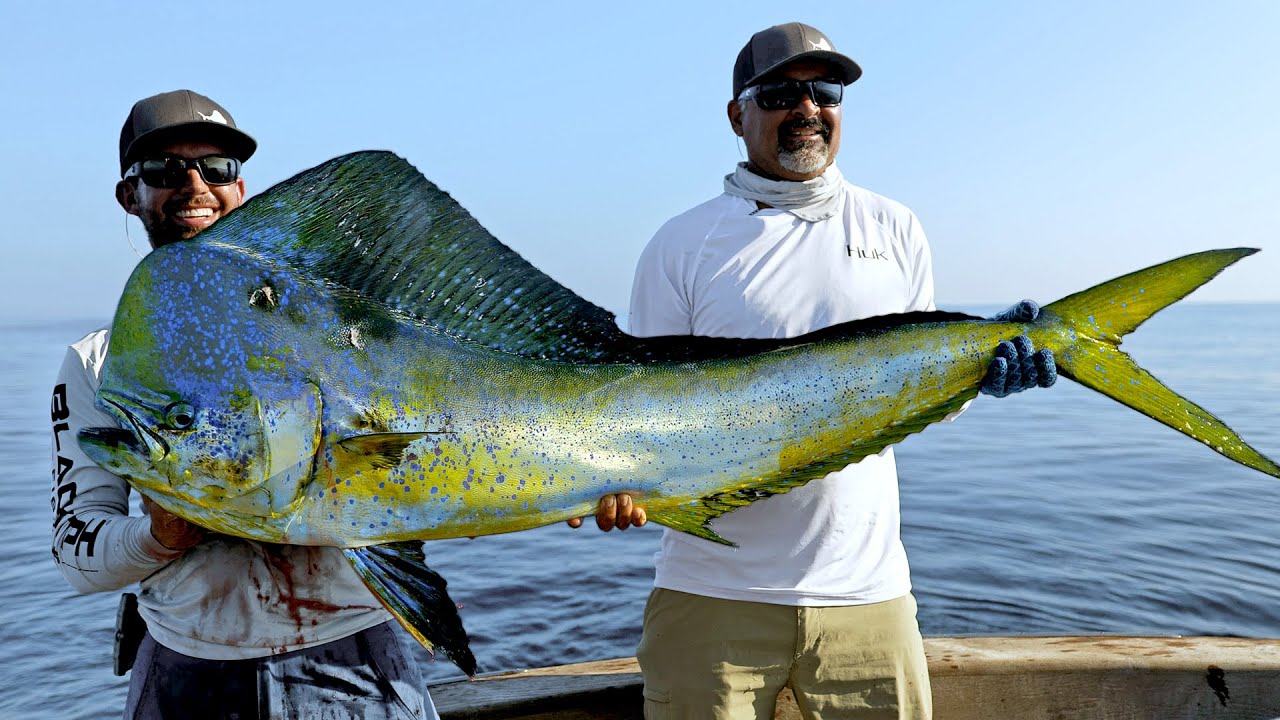 MASSIVE Dolphin Fish! Biggest I've Ever Seen!
