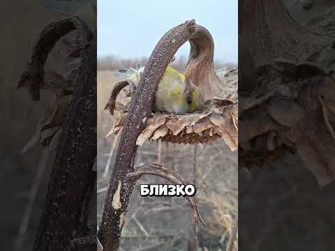 Самая ленивая птица на подсолнухе #shorts