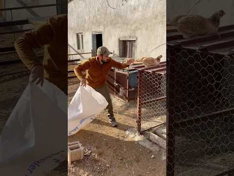 🤣🥹🐓🍗KOMŞUNUN TAVUĞUNU KAÇIRDIM #chicken #challenge #funny