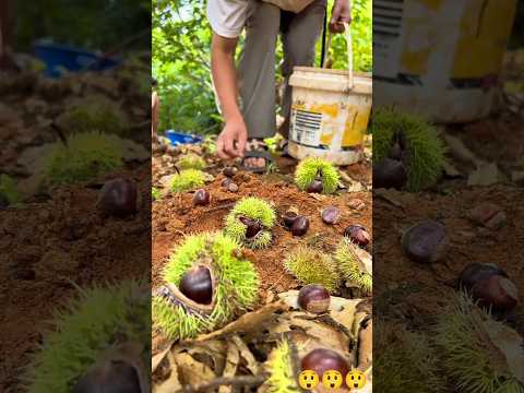 What are you doing in the deep forest so early in the morning?#shorts #viralshorts