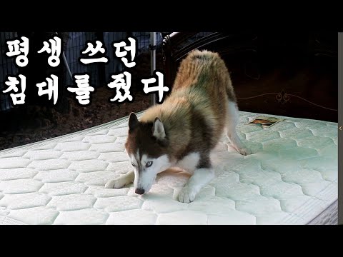 평생 쓰던 내 체취가 묻은 침대를 줬을 때 강아지 반응