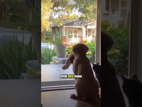 Menanti kepulangan pemiliknya hanya ditemani boneka‼️🦮😭🥲 #shorts #animals #anjing